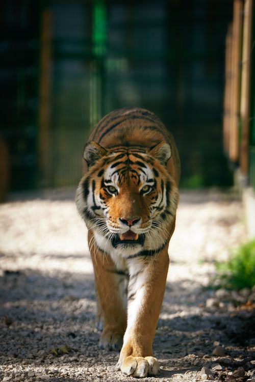 Free A powerful Bengal tiger confidently walks towards the camera in a sunlit outdoor enclosure. Stock Photo
