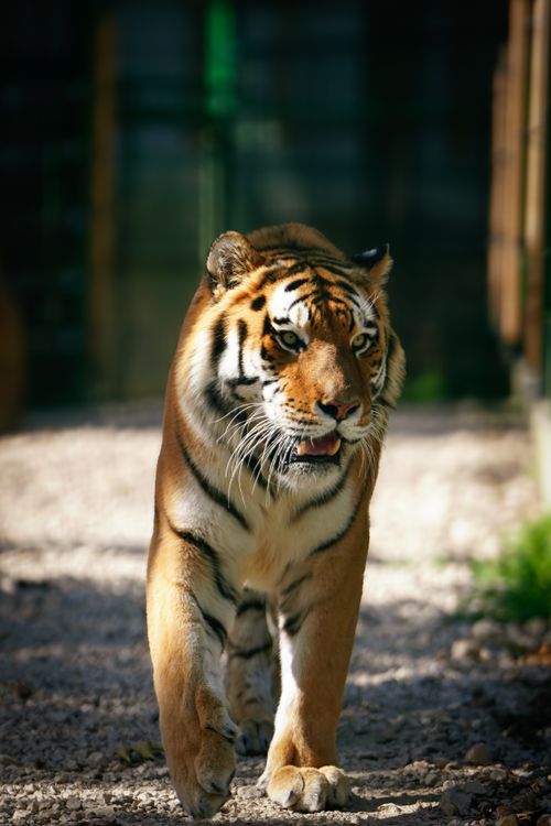 Free Close-up of a Bengal tiger confidently strolling down a sunlit path, showcasing its majestic and powerful presence. Stock Photo