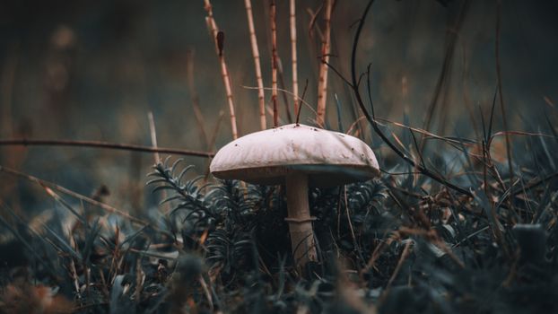 Detailed view of a wild mushroom growing in a natural forest environment.