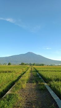 Beautiful green fields with a scenic mountain view under a clear blue sky. - Fotografer Sidoarjo