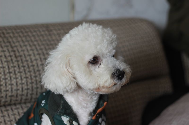 Bruno - photo 1