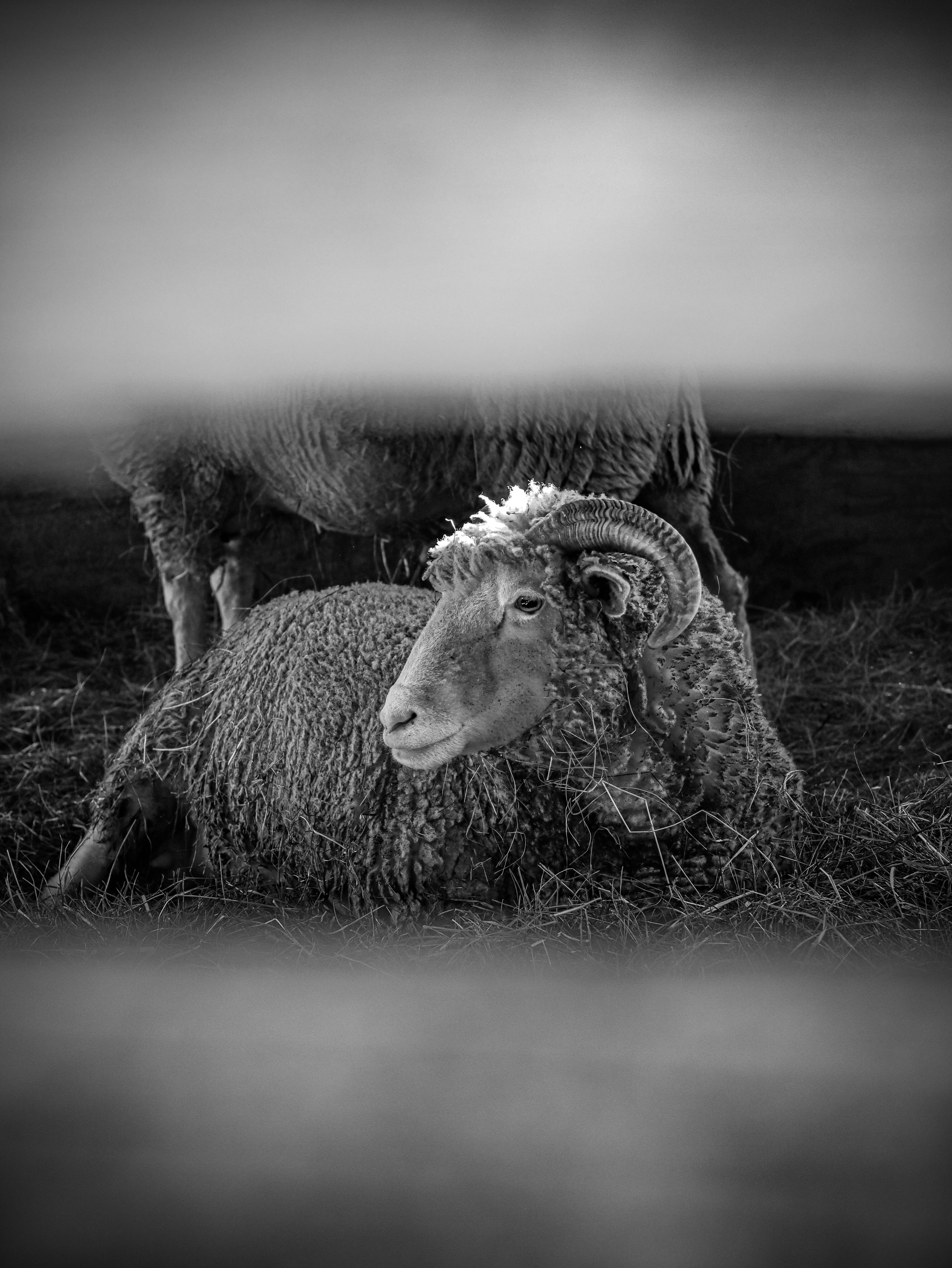 Resting Ram in a Barn with Rustic Charm · Free Stock Photo