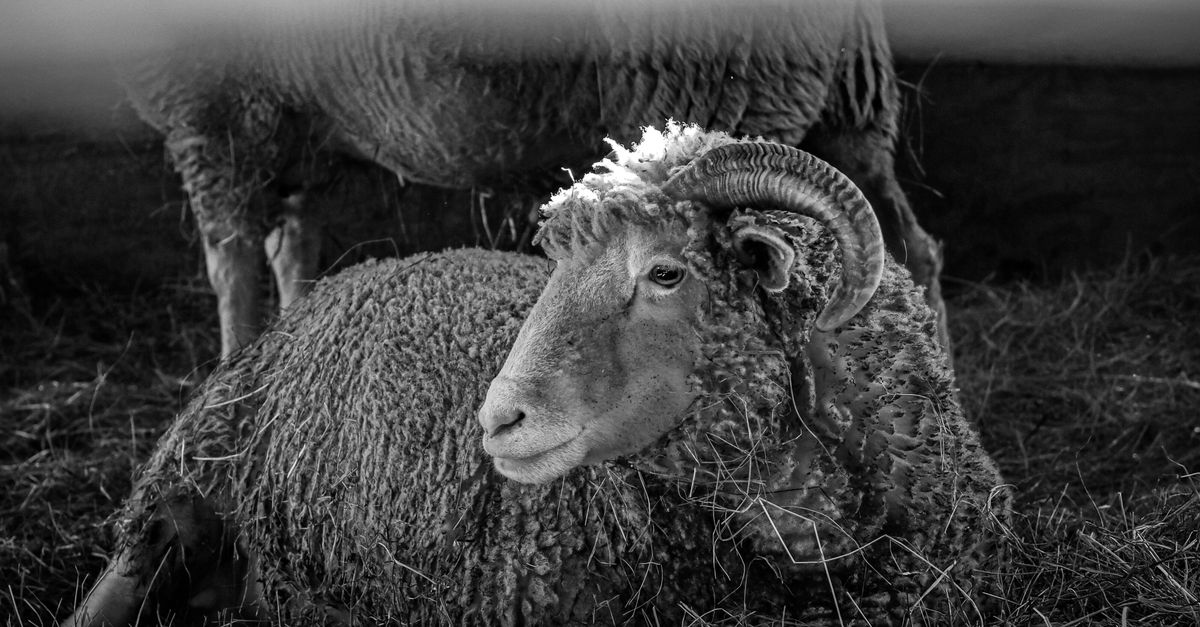 Resting Ram in a Barn with Rustic Charm · Free Stock Photo