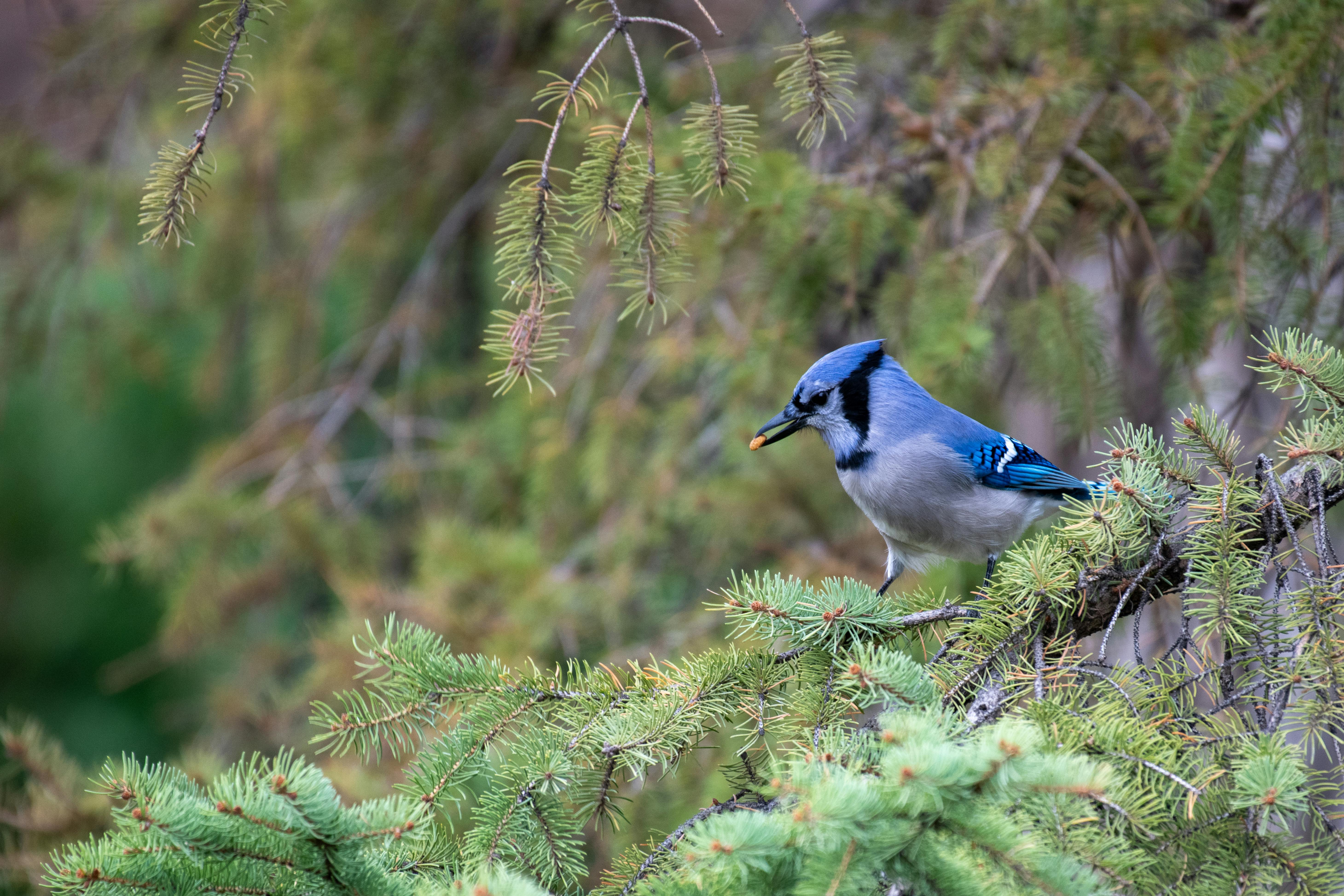 Capture of a blue jay perched on a lush evergreen branch, highlighting vibrant colors.
