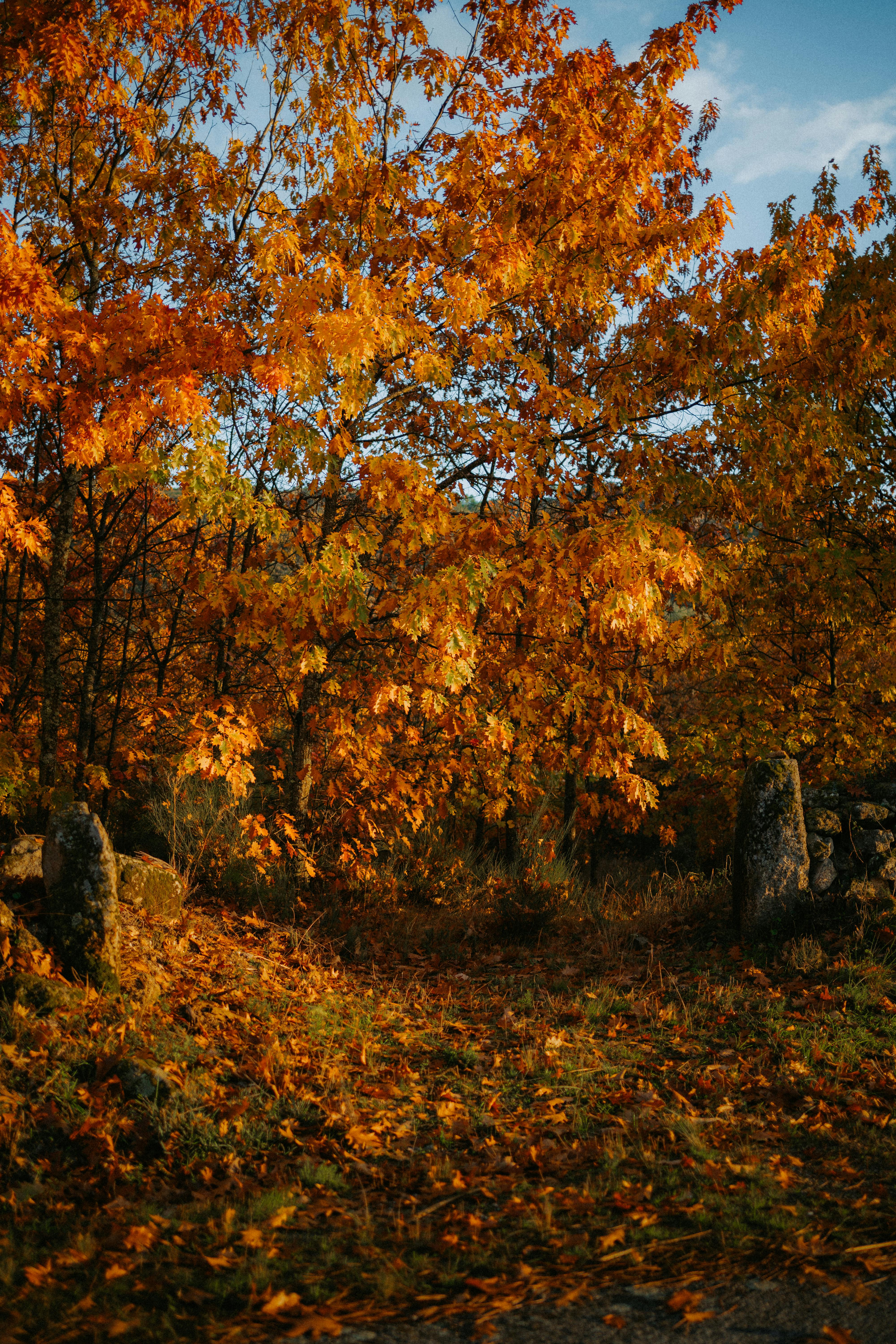 Autumn forest with tall trees · Free Stock Photo
