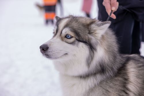 Soğuk İklime Uygun Irklar