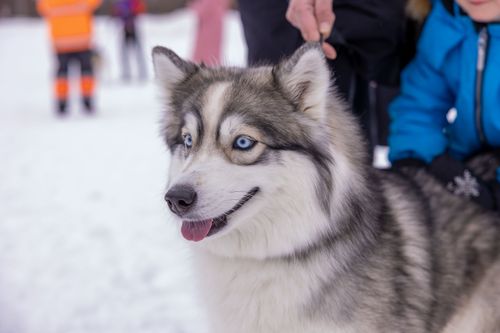 Free A Siberian Husky enjoying a snowy day with people nearby. Stock Photo