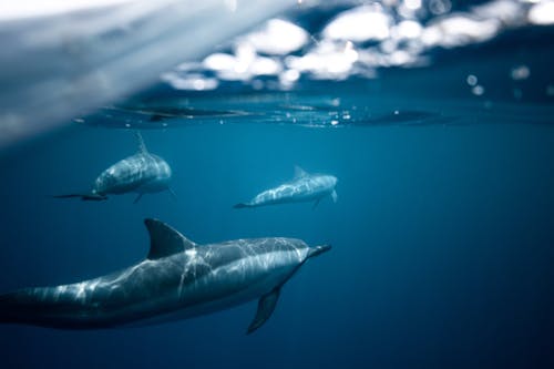 Free Split-shot Photo of Dolphins Undewater  Stock Photo