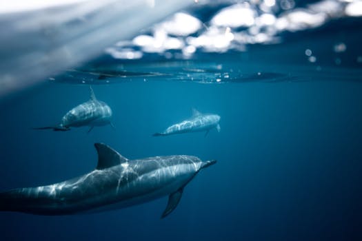 Split-shot Photo of Dolphins Undewater  with the Quote "Nature does not hurry, yet everything is accomplished." written on it and have average color value #255B78