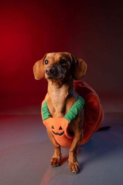 Small dog wearing orange pumpkin Halloween costume