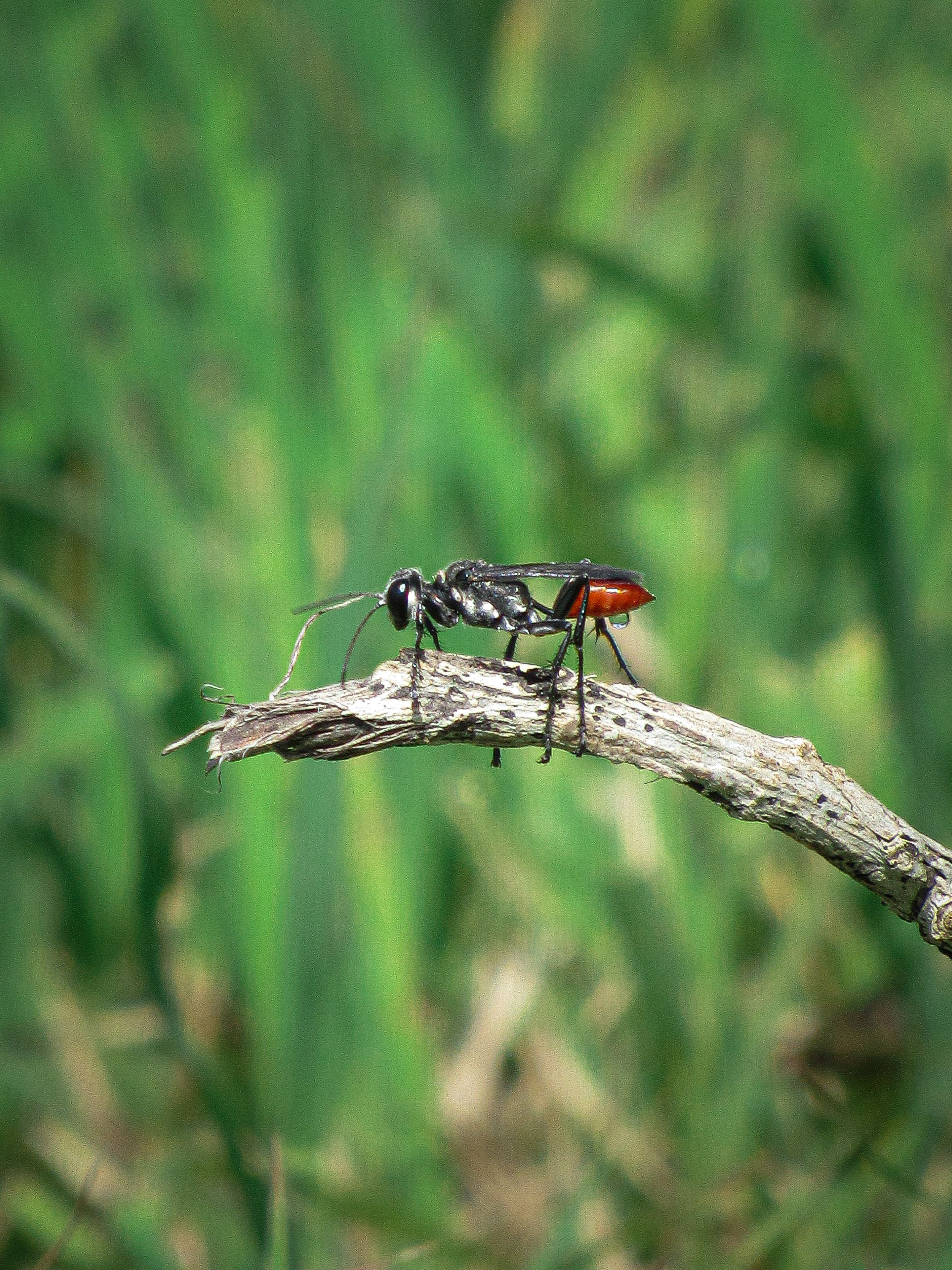 Close-up of a Spider Wasp on a Branch Outdoors · Free Stock Photo