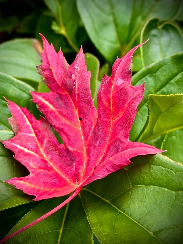 Red maple leaf