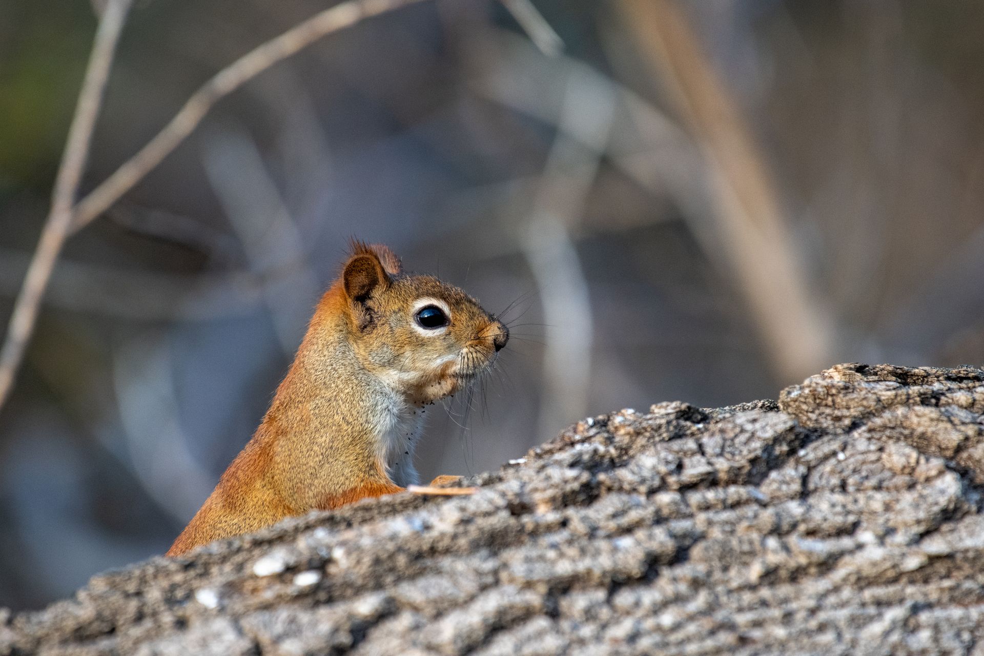 Free stock photo of forest animal, forest creature, red squirrel