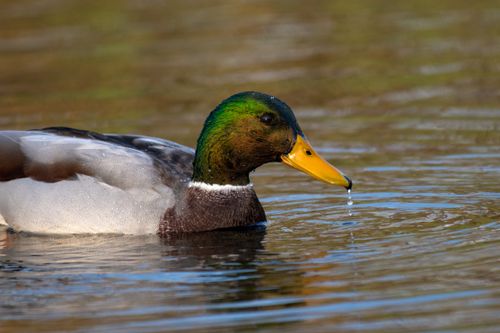 Free Close-up of a colorful mallard duck swimming in a calm pond, showcasing vibrant plumage. Stock Photo