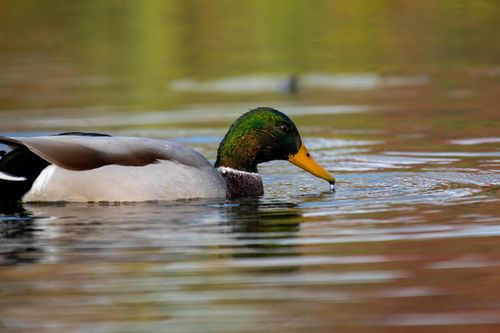 Free Vibrant male mallard duck swimming in a serene pond with colorful reflections. Stock Photo