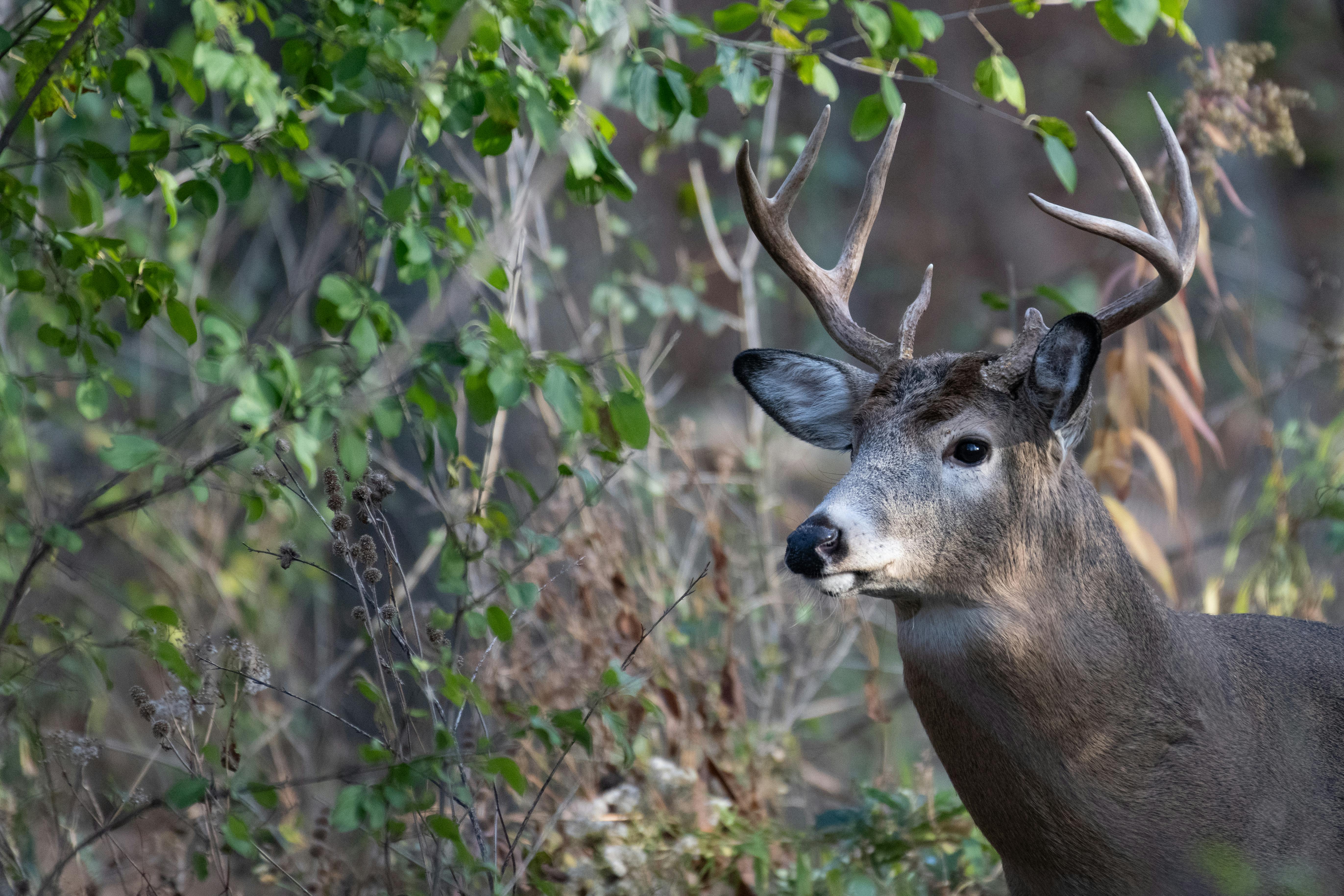 A white-tailed buck with impressive antlers in a lush forest setting.