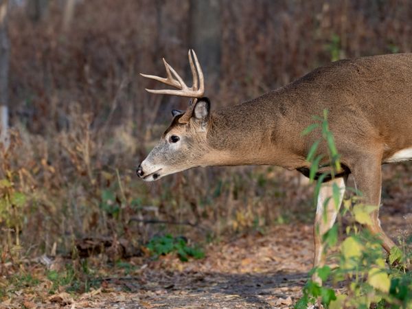 A white-tailed deer buck walking through an autumn forest