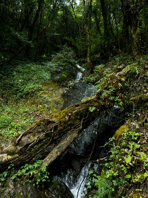 Free Tranquil forest stream surrounded by vibrant green foliage and moss-covered rocks. Stock Photo