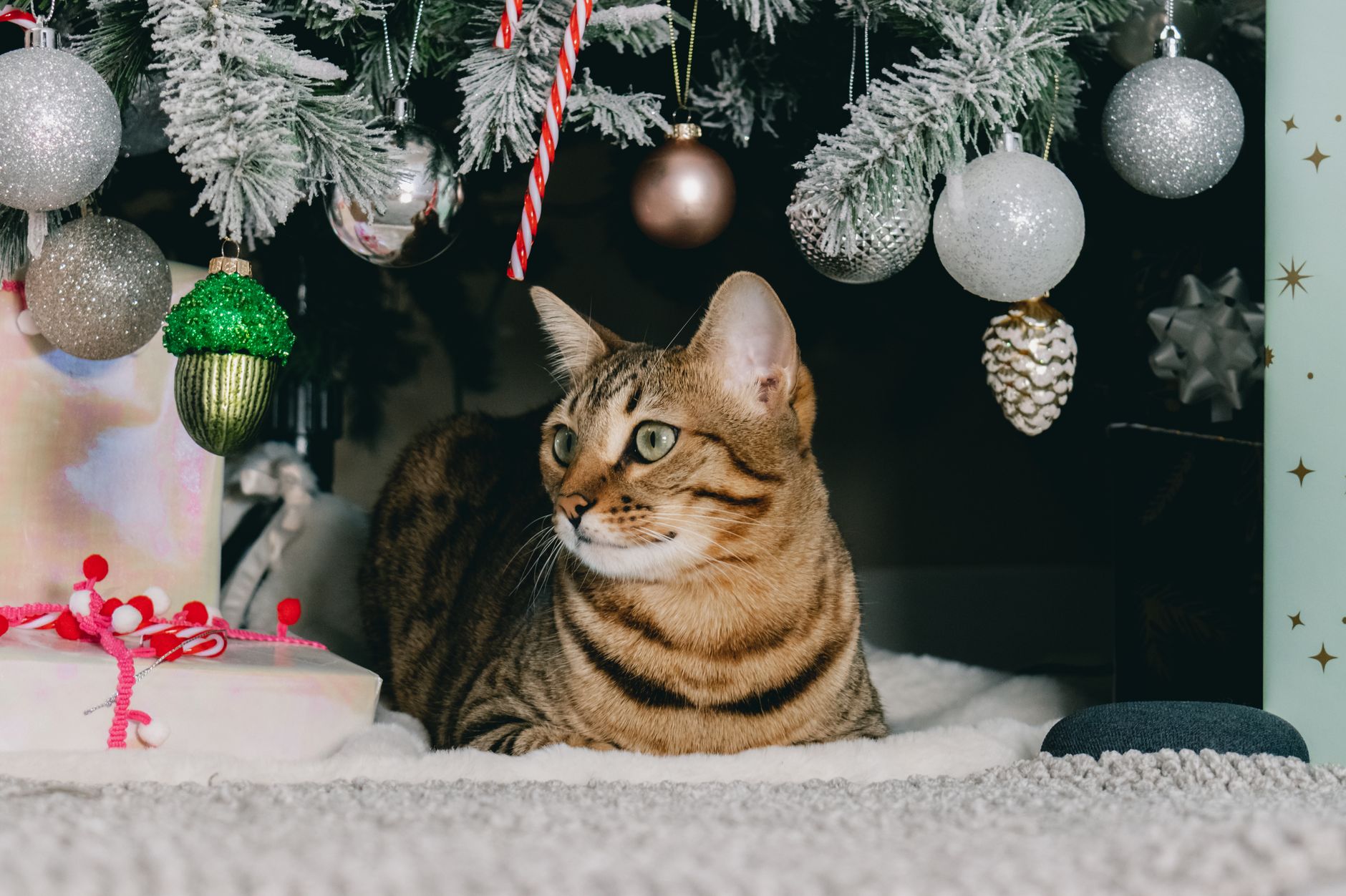 Best Top Interactive Cat Trees Under $100 (2026) – Affordable, Engaging Cat Furniture for Active Indoor Cats