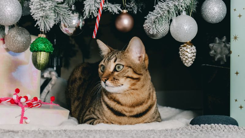 Eine getigerte Katze liegt auf einer weißen Felldecke unter einem verschneiten Kunstbaum, über ihr hängen silberne Kugeln und ein Zapfenanhänger, links steht ein Päckchen mit roter Pompon-Kordel