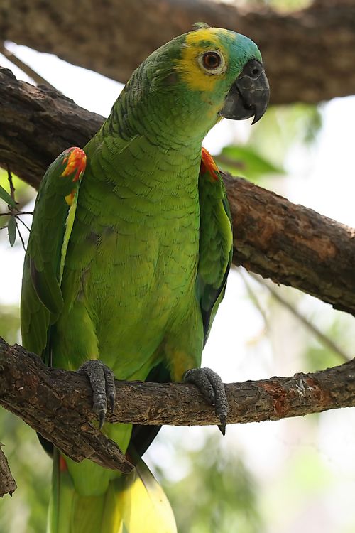 Free A stunning green Amazon parrot with a colorful crest perched on a tree branch in a natural setting. Stock Photo
