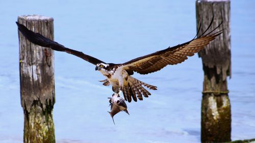 Free Close-up of an osprey catching a fish in flight over water, showcasing nature's prowess. Stock Photo