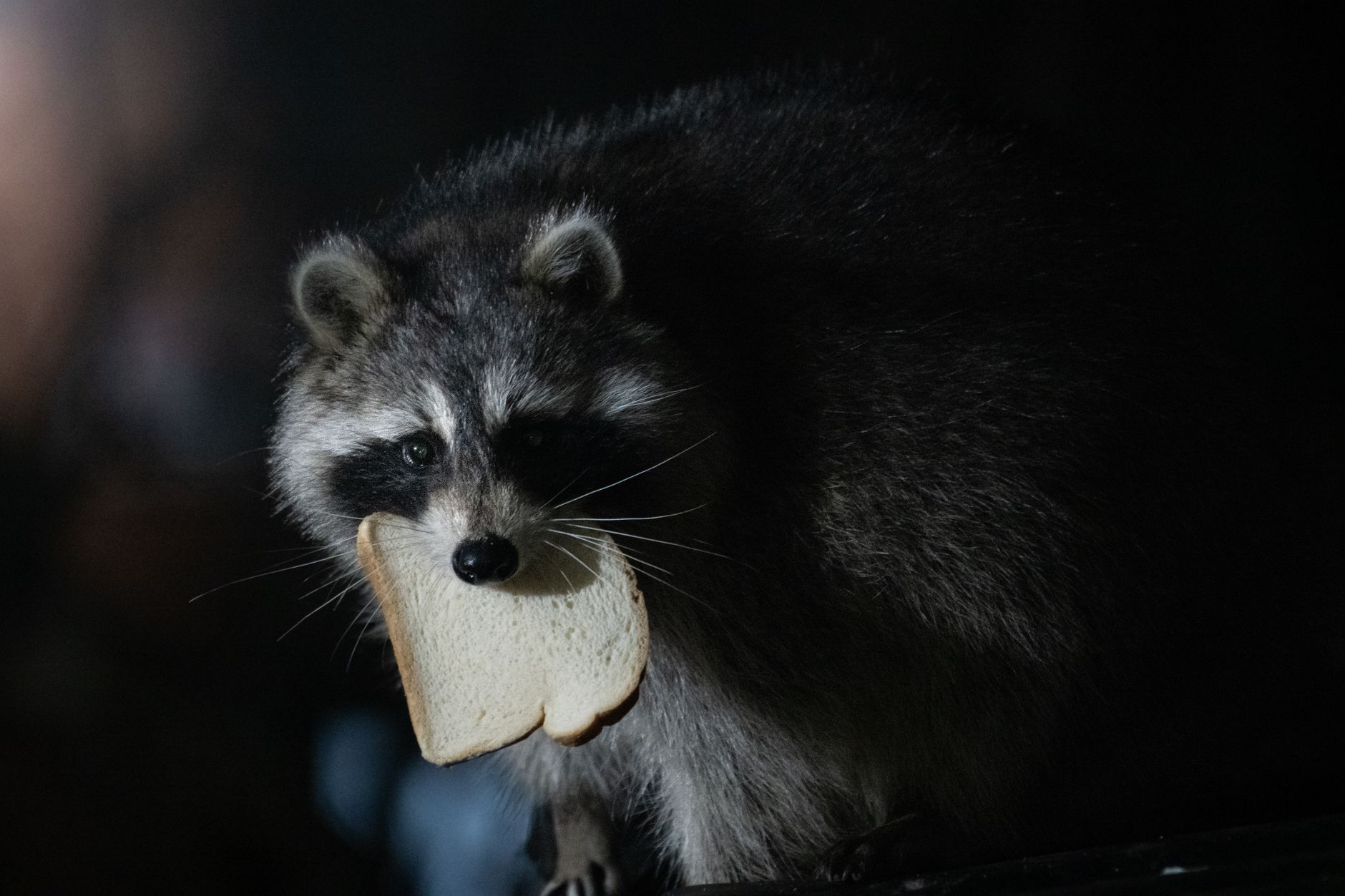 Der Waschbär
