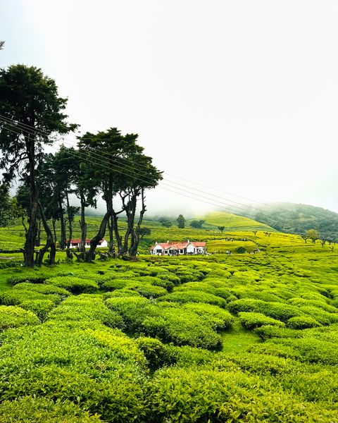 Tea garden in India, home to Kumaon black tea