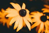 特写镜头下，盛开的黄色黑眼苏珊花充满活力，展现出丰富的色彩和清晰的花瓣细节