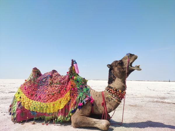 Sightseeing in Rann of Kutch