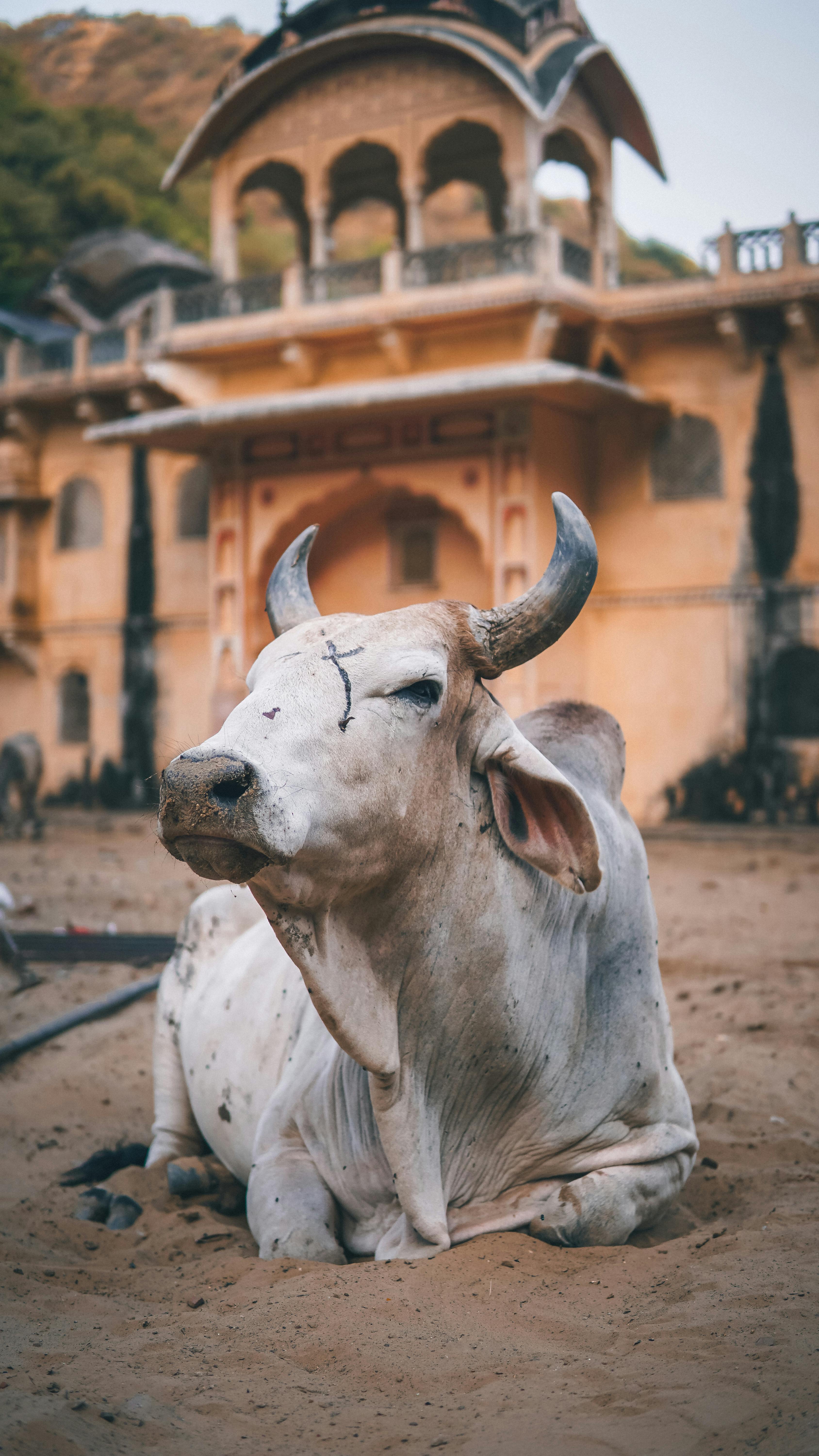 free-photo-of-sacred-cow-resting-in-front-of-indian-temple.jpeg?auto\u003dcompress\u0026cs\u003dtinysrgb\u0026dpr\u003d1\u0026w\u003d500