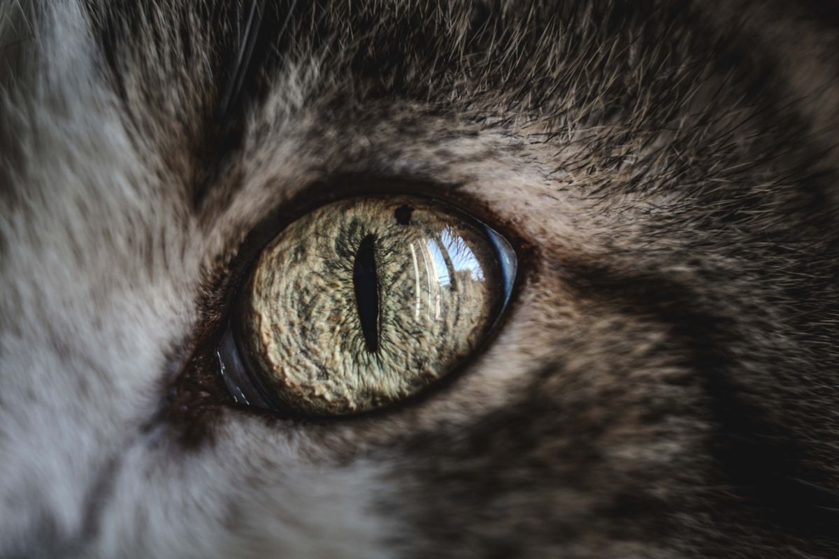 Extreme close-up of a tabby cat eye showing the intricate iris and vertical slit pupil