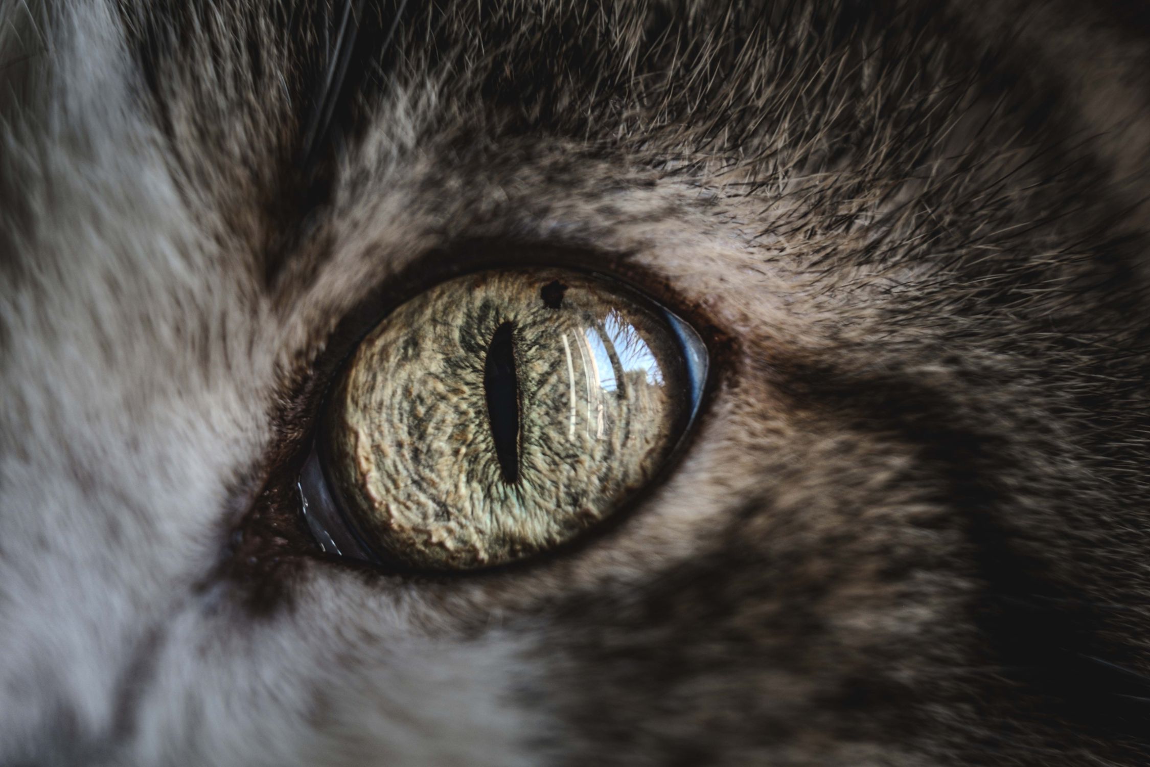 😻 cat eye pictorial 😻 so here it is.. cat eye... Close-Up of Cat Eye with Intricate Details · Free Stock Photo