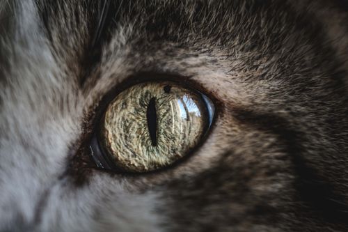 Free Detailed macro shot of a cat's eye showing its intricate texture and color. Stock Photo