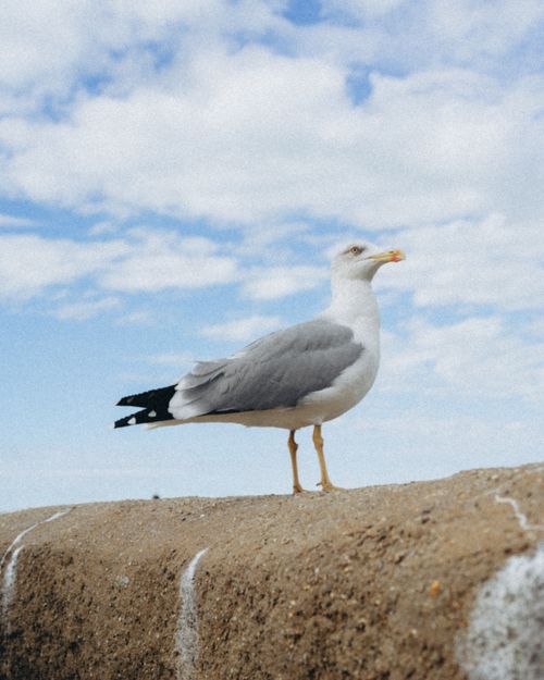 Free A majestic seagull perched on a stone wall by the coast under a bright blue sky. Stock Photo