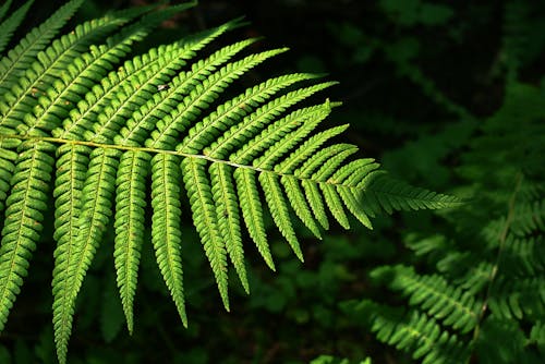 Green Ferns