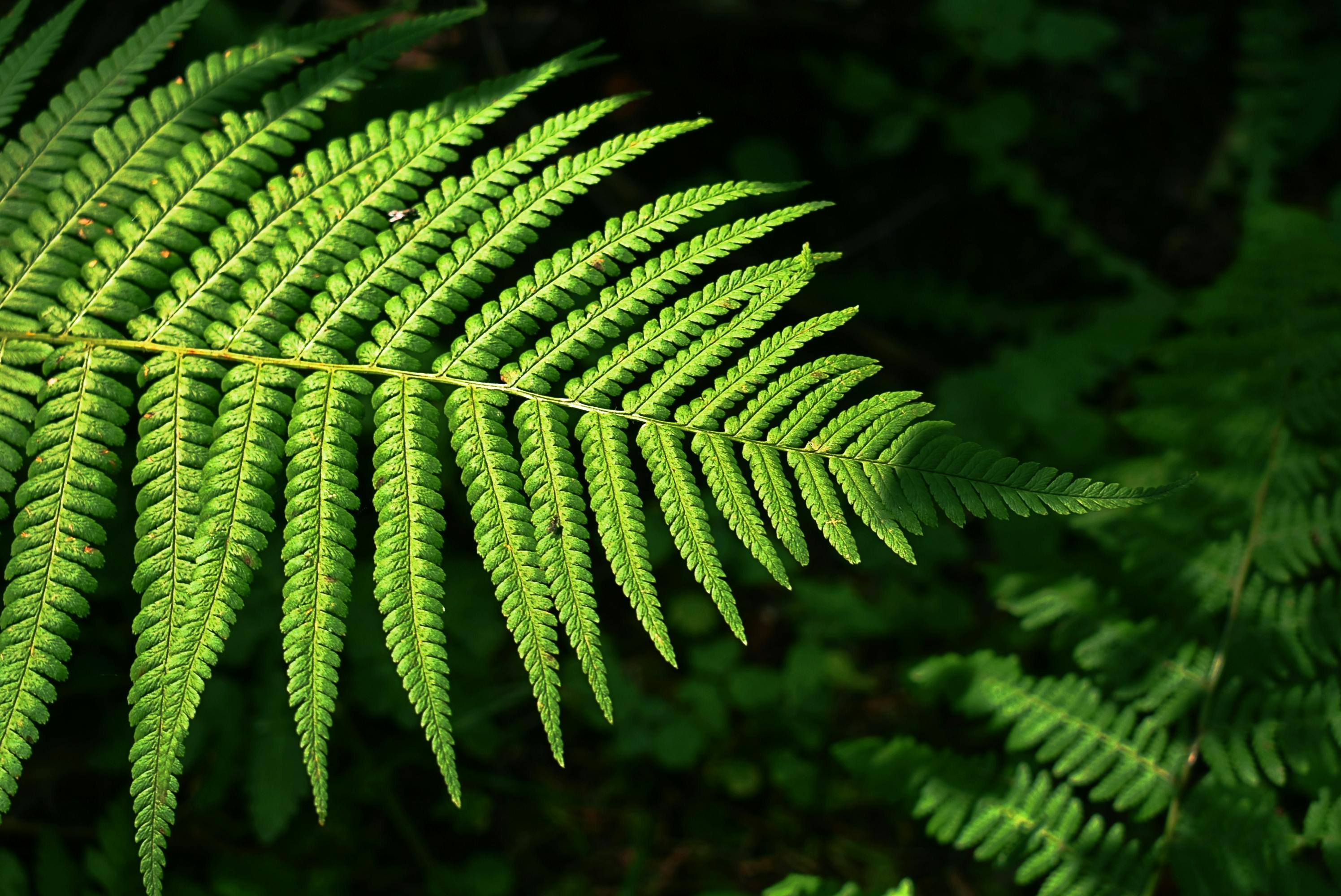 Green Ferns · Free Stock Photo