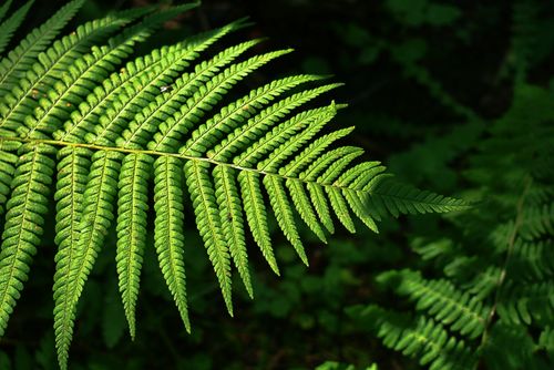 Free Detailed view of a vibrant green fern leaf illuminated by sunlight in a natural setting. Stock Photo