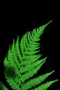 在鲜明的黑色背景下，一片郁郁葱葱的绿蕨叶的特写展现了大自然的美丽