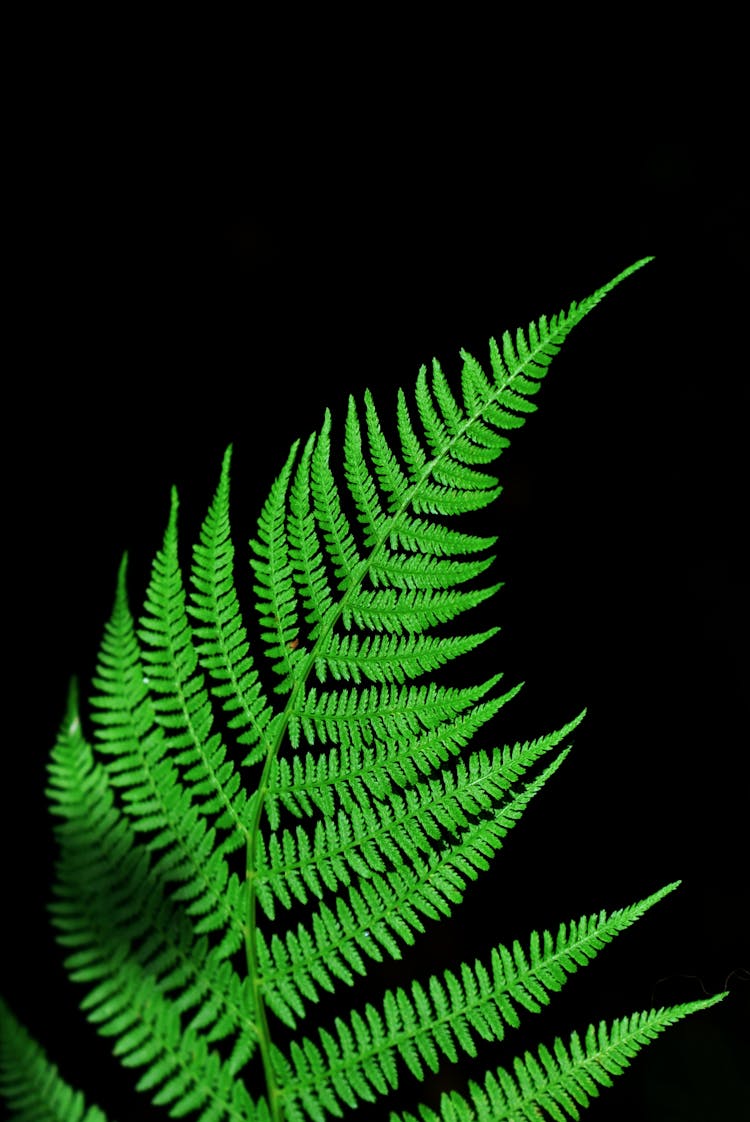 Green Fern Leaves