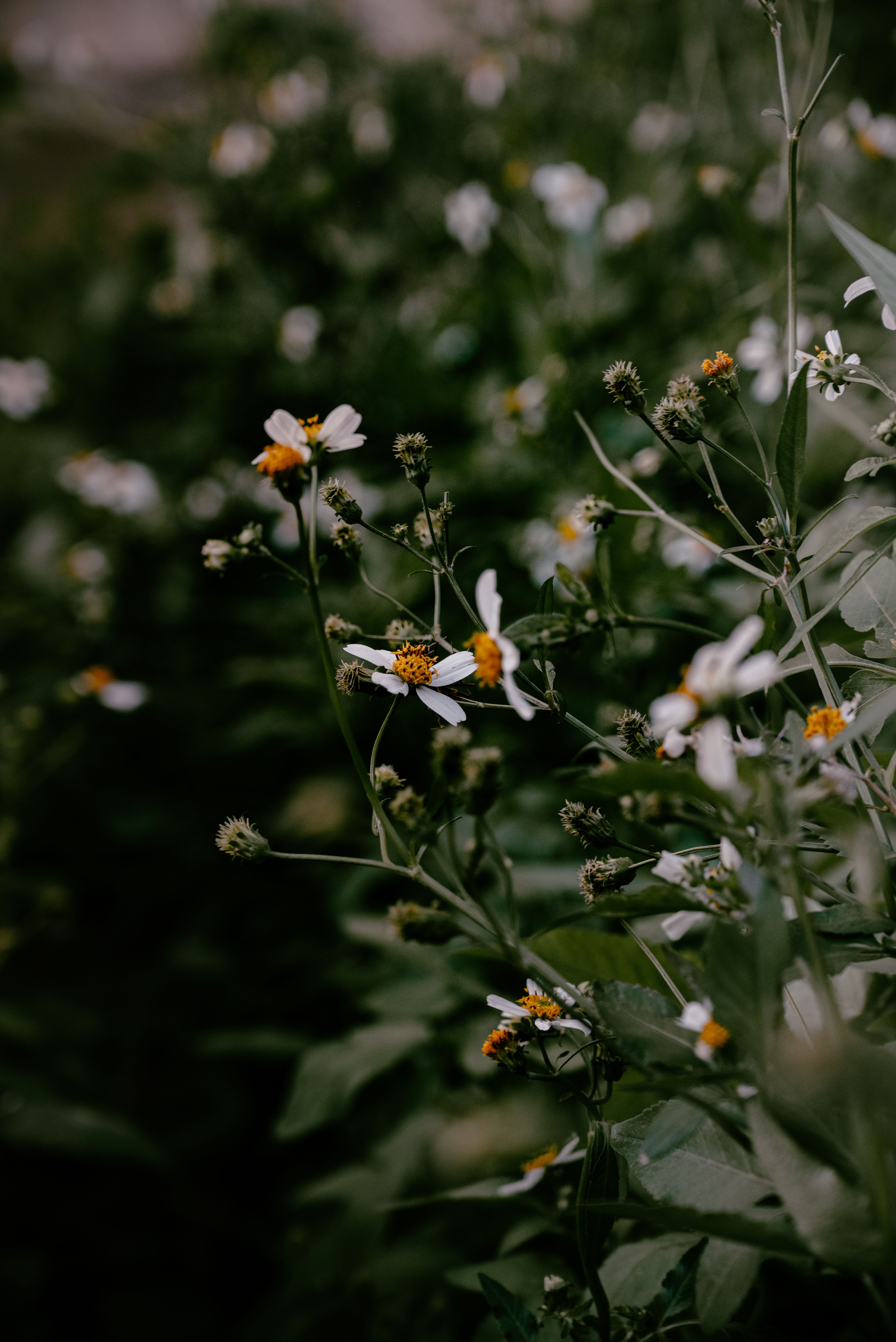 Close-up of Wildflowers in a Lush Garden · Free Stock Photo