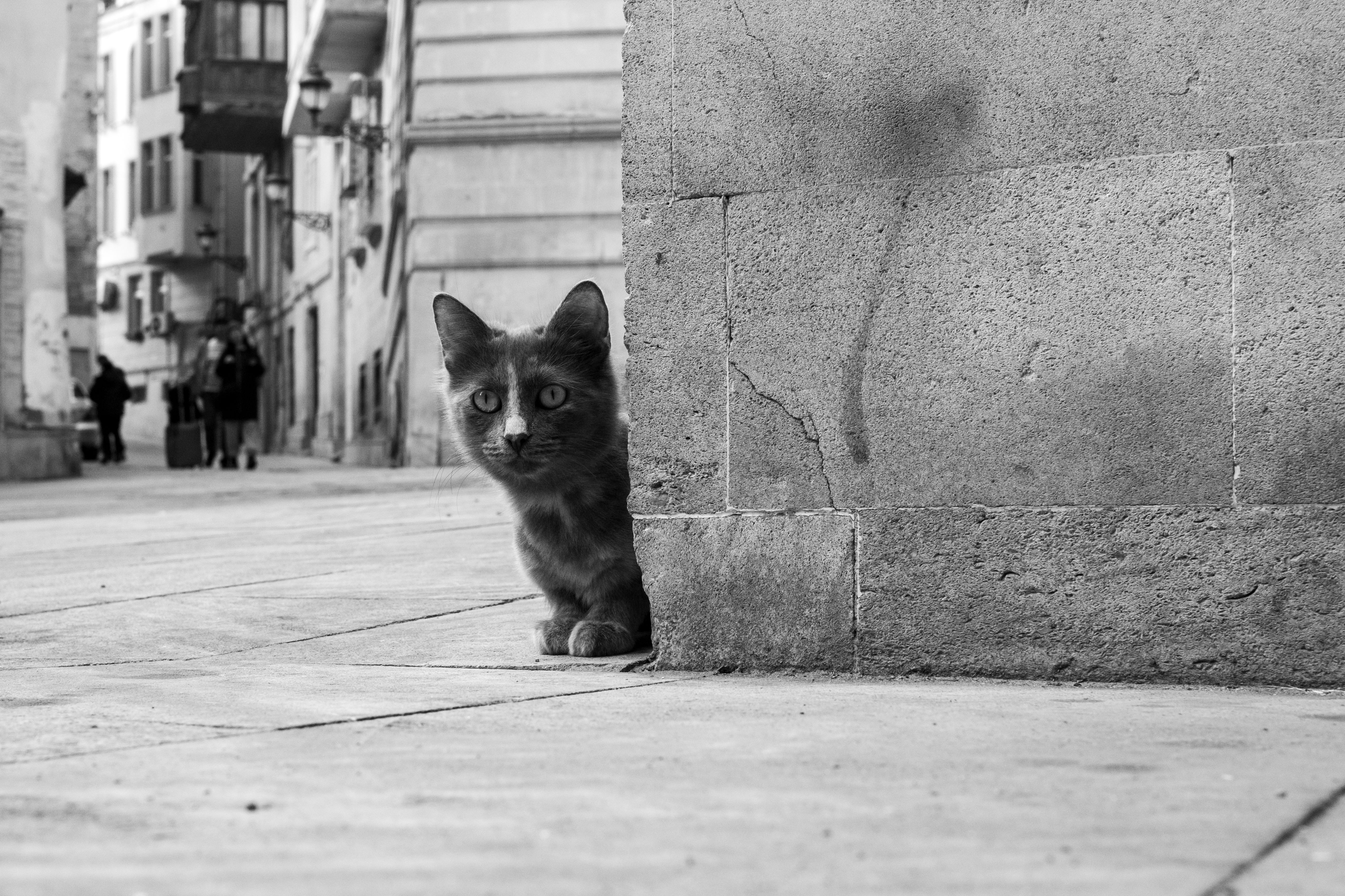 Street Cat in Urban Alley Black and White · Free Stock Photo