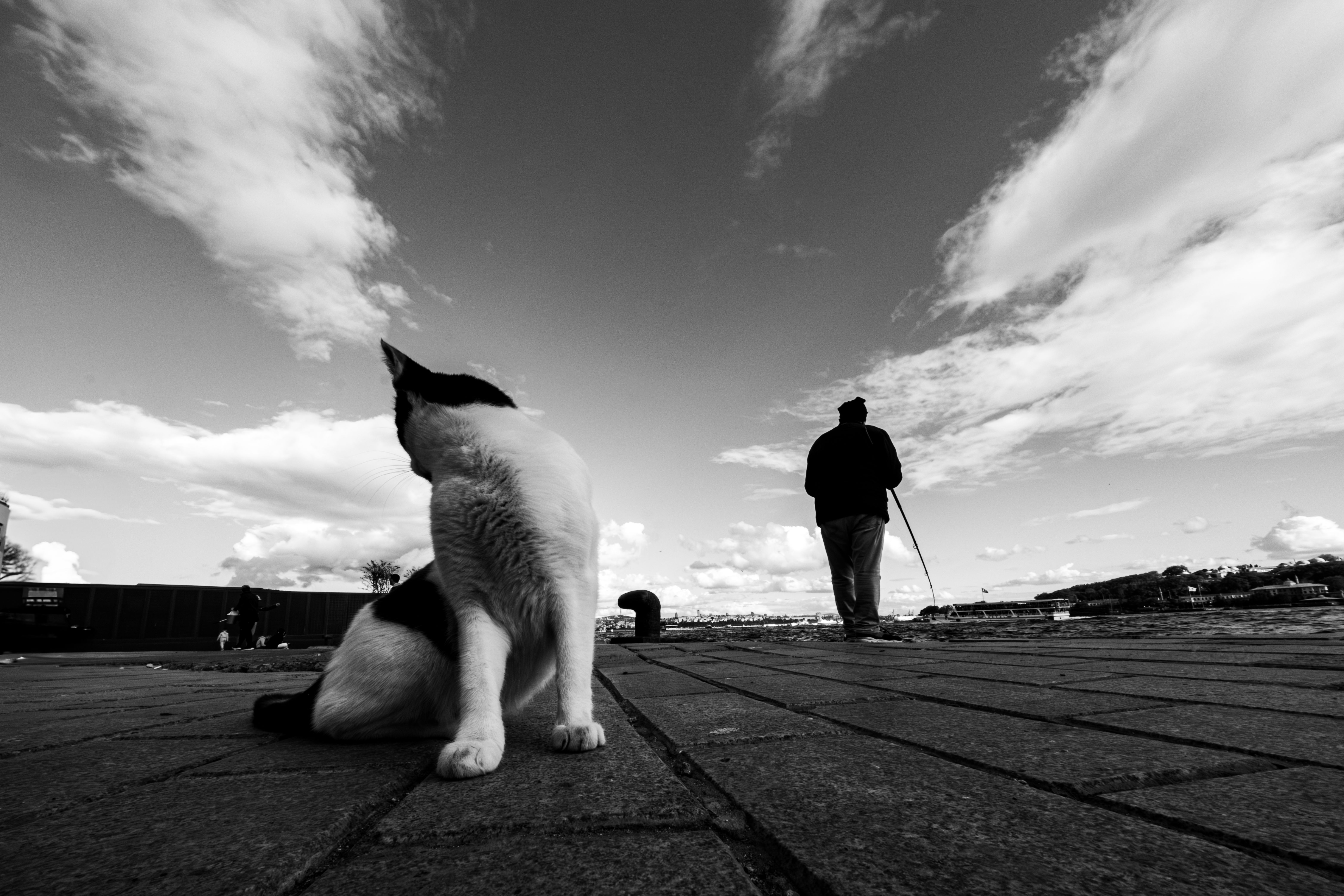 Black and White Cat and Person on Urban Street · Free Stock Photo