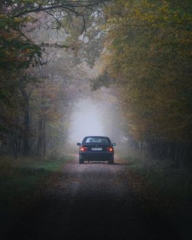 A car driving through a misty autumn forest in Hamburg, creating a serene and moody scene.