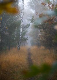 Misty forest by Niklas Jeromin on Pexels