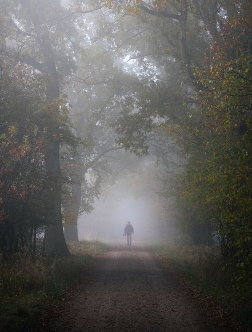 Free A lone person walking on a foggy path surrounded by autumnal trees in Hamburg, Germany. Stock Photo
