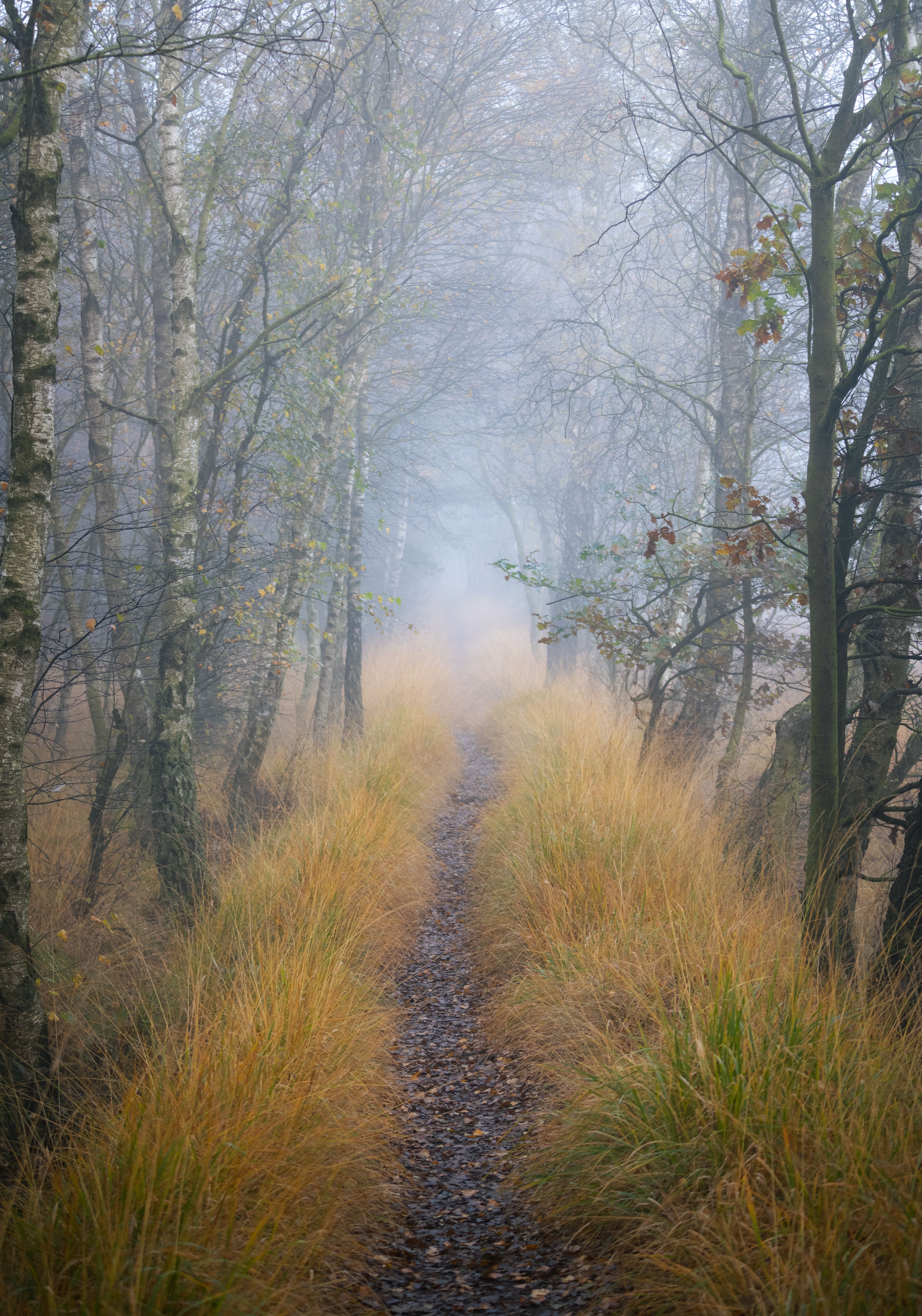 [ColoSach]-a-serene-path-through-a-misty-autumn-forest-in-hamburg,-creating-a-moody,-atmospheric-scene.