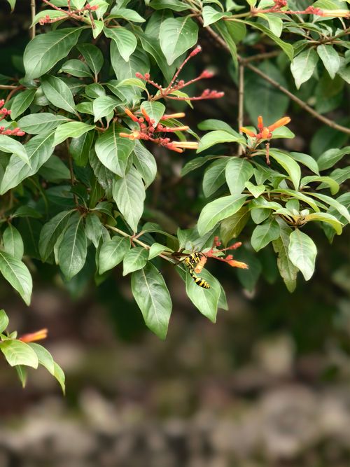 Free Close-up of a wasp perched on green leaves with red flowers, showcasing nature's beauty. Stock Photo