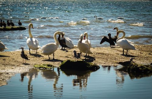 Free A flock of swans and seagulls gather on a sunlit beach shore. Stock Photo