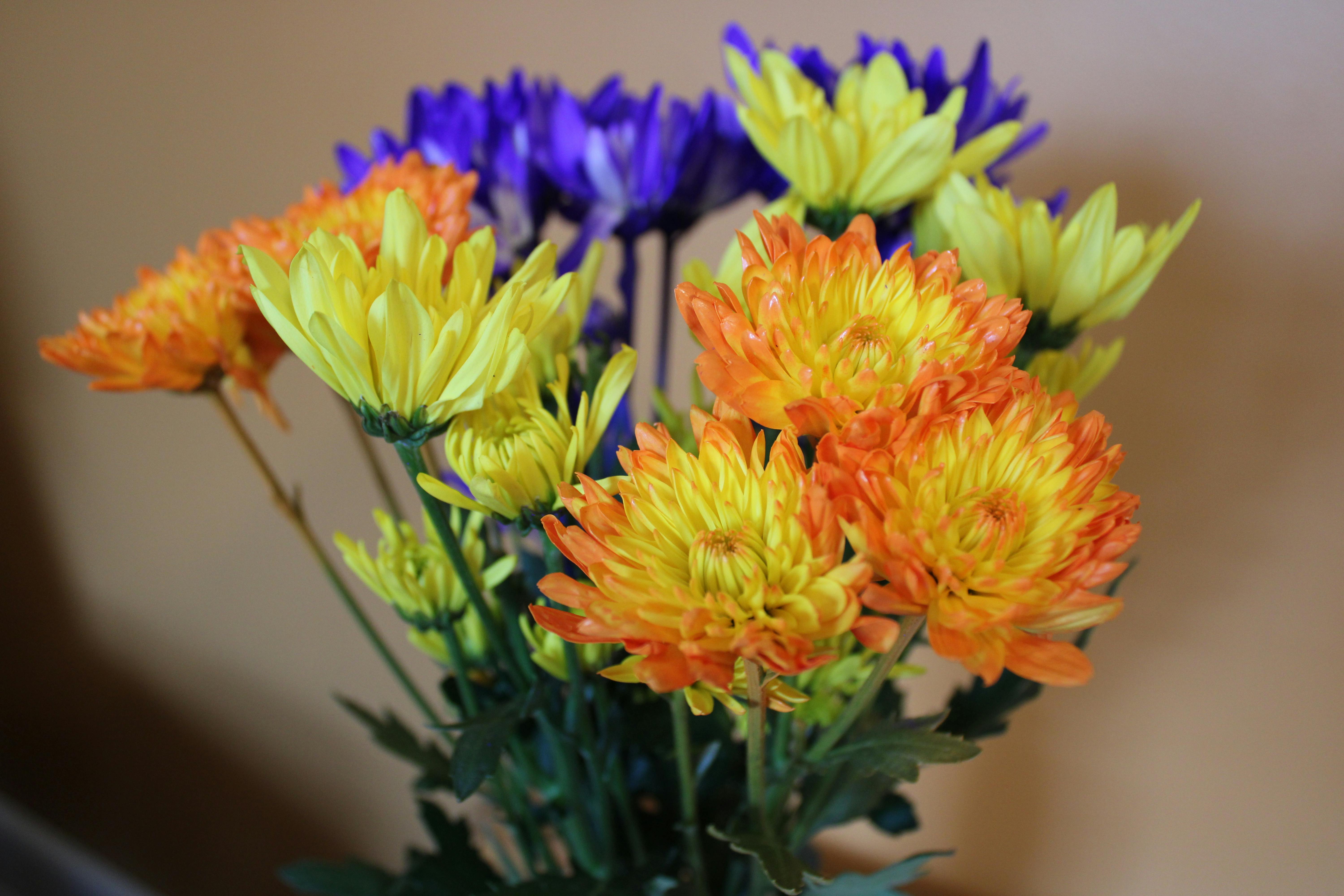 [ColoSach]-close-up-of-a-colorful-chrysanthemum-bouquet-with-orange,-yellow,-and-purple-flowers.